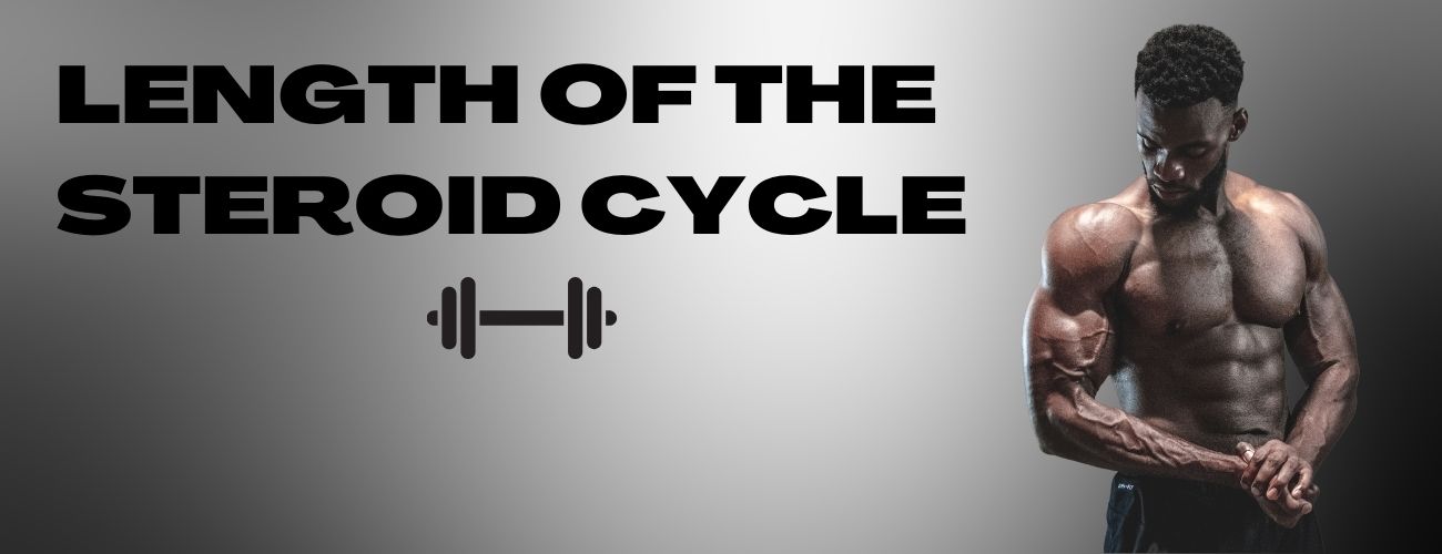 Length of the steroid cycle